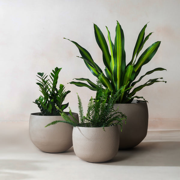 Lifestyle view of set of three stone beige planters holding zz plant, fern and dracaena