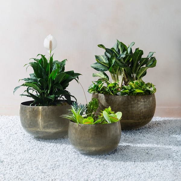 Lifestyle view of three antique brass planters with peace lily, succulents and calathea