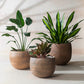 Lifestyle view of three mousse brown planters with bird of paradise, aglaonema and dracaena