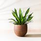 Lifestyle view of large mousse brown planter holding a striped dracaena