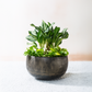 Lifestyle view of large antique brass planter holding an aglaonema