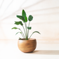 Lifestyle view of medium mousse brown planter holding a bird of paradise