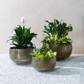 Lifestyle view of three antique brass planters with peace lily, succulents and calathea