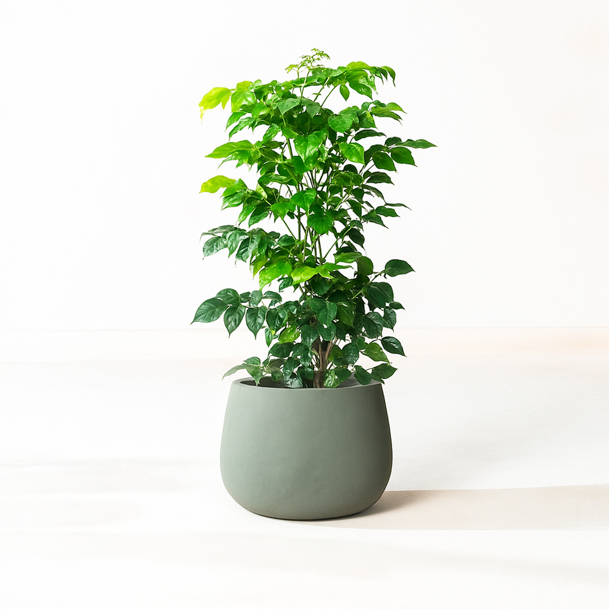 Verde Planter, lifestyle room scene, alternate angle