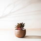 Lifestyle view of small mousse brown planter holding a red aglaonema