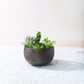 Video of the Sow antique brass bowl planter